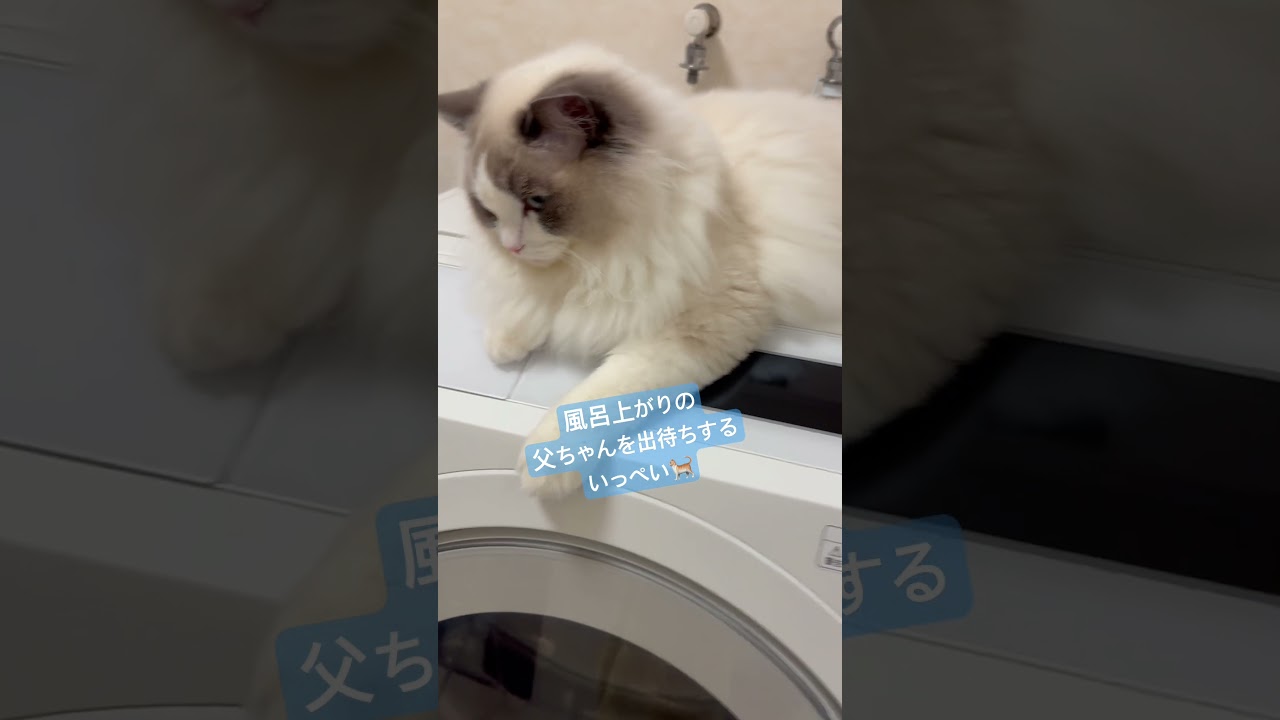 風呂上がりを出待ちするいっぺい🐈　#ラグドール #猫好きさんと繋がりたい #猫のいる暮らし #いっぺいdialy