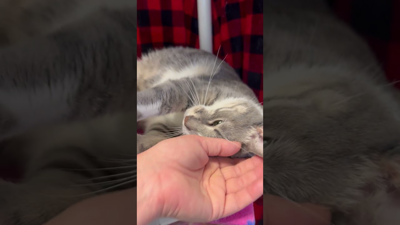 Jasper - BIG HANDSOME LOVEBUG!