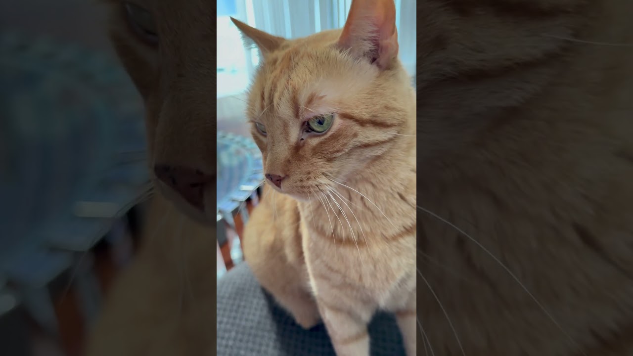 telling my kitty Dexter, I’m not a short order cook, cute cats🐈🐈🐈🐈‍⬛🐾💕