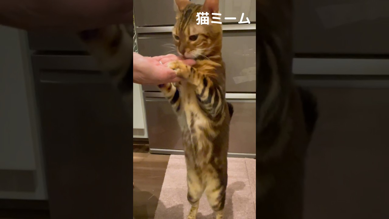 【毎日が猫ミーム】興奮しすぎて、立ち続けるベンガル猫のうりくん。#猫ミーム #猫のいる暮らし #youtube #cat #ねこ #ベンガル