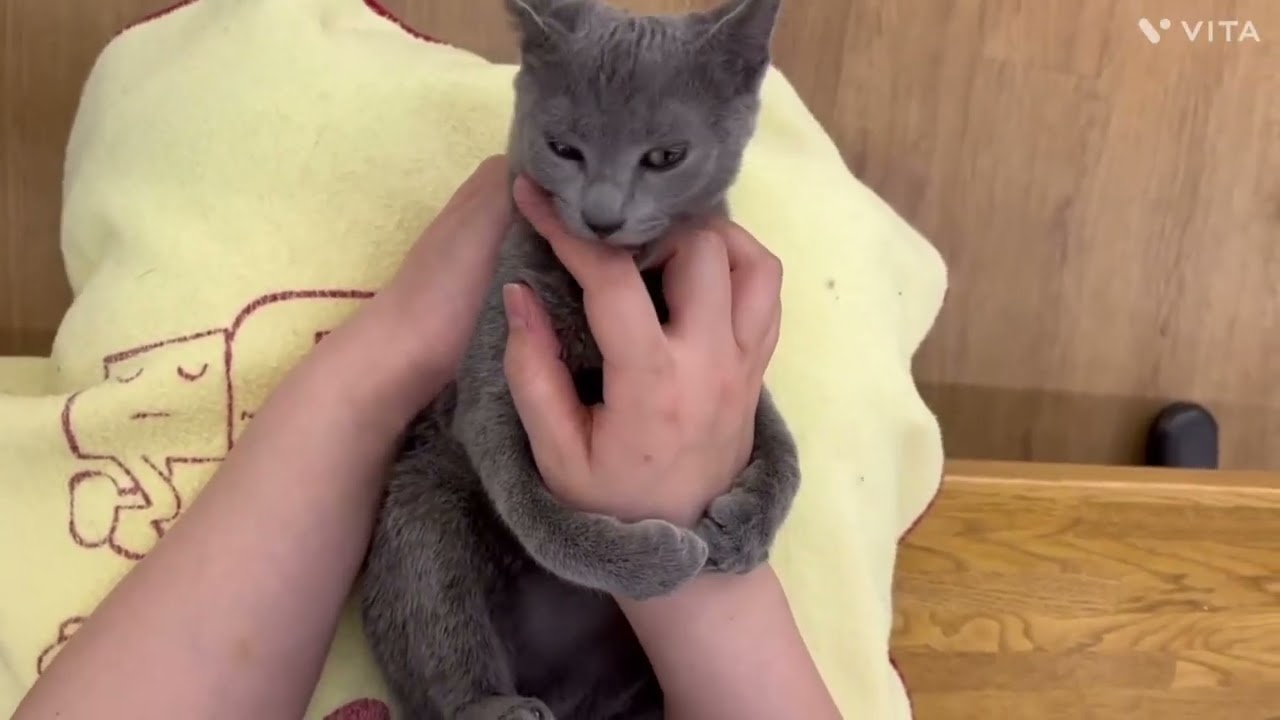 【ロシアンブルー】超甘えん坊でとっても可愛いロシちゃん