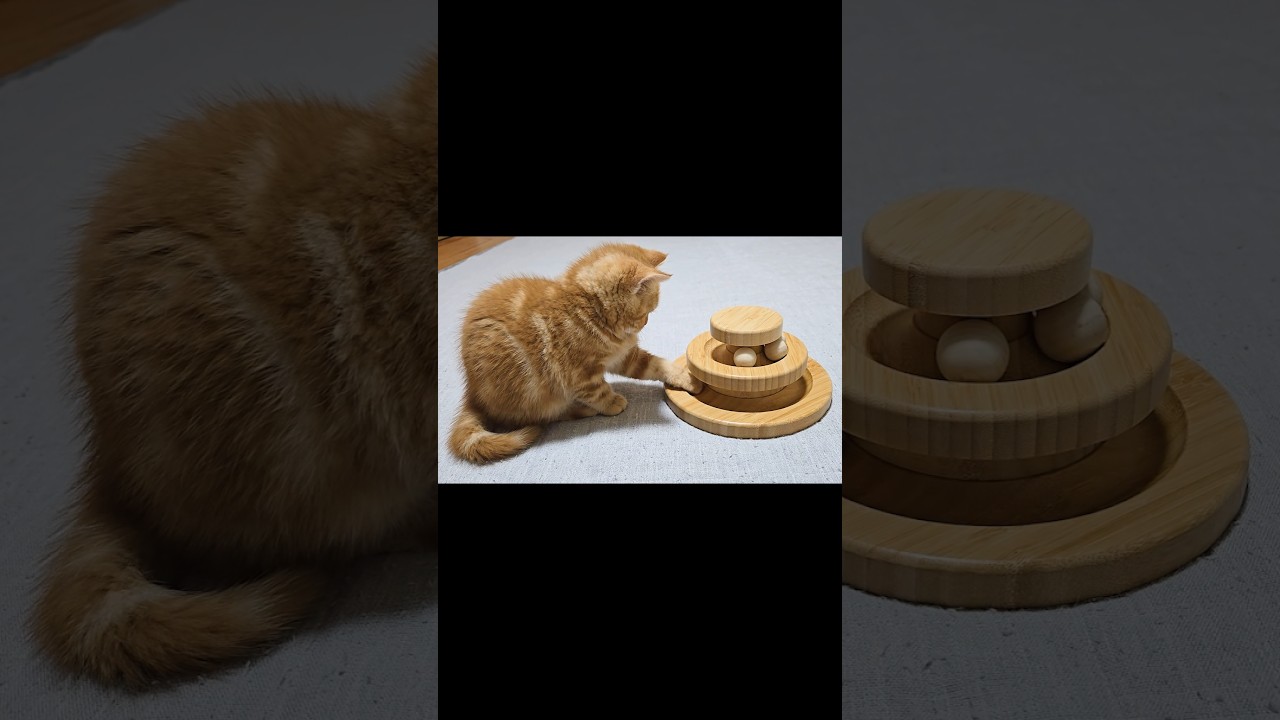 遊ぶ子猫 Playful Cat #Cat