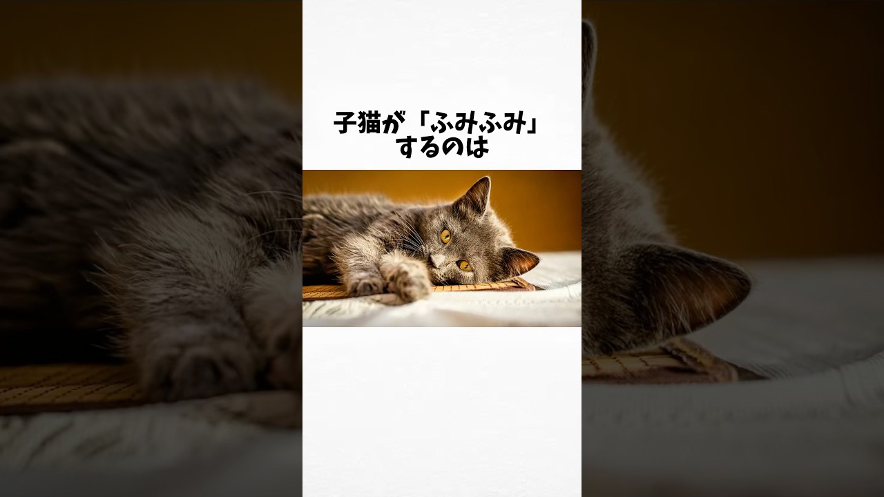 98%の人が絶対に知らない猫に関する雑学・豆知識Part108