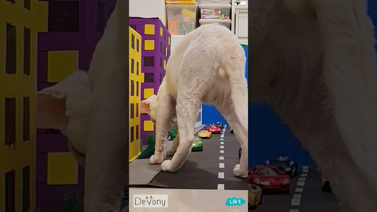 #devonrex #cat #pets #catlover #socialmedia #shortsvideo #catshorts #funnycats #shorts #subscribe