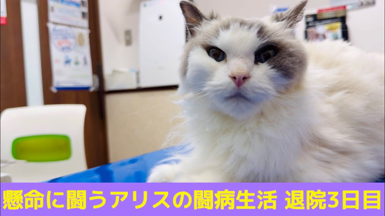 懸命に闘う【ラグドール】アリスの闘病生活 退院後3日目 受診