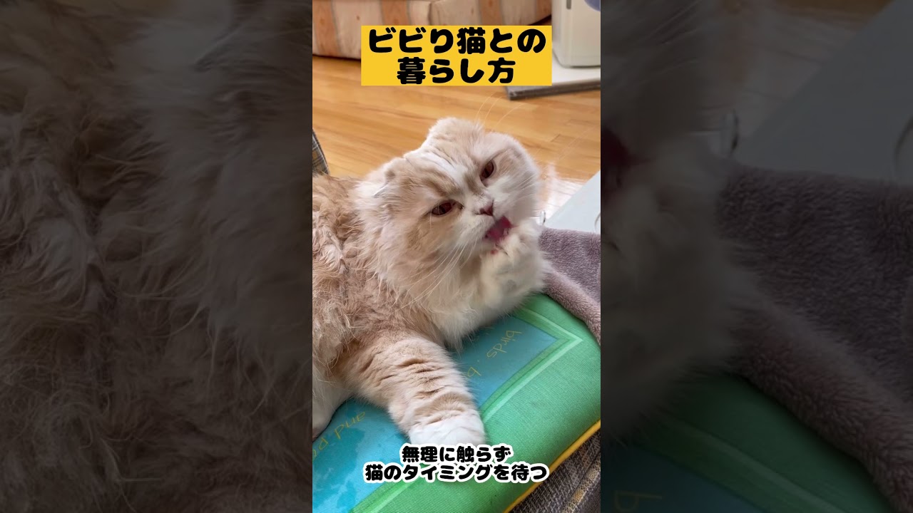 【ビビり猫との暮らし方】#雑学#スコティッシュフォールド#猫あるある#猫かわいい#猫動画#猫おもしろい#Cat#Shorts