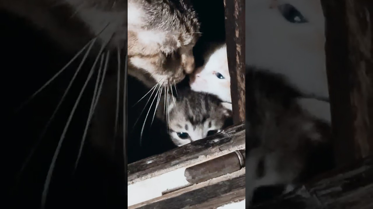 Kisah Keluarga Kucing yang Hidup di Dalam Lemari EP02 タンスの中で生きるネコ家族の物語 02 #shorts #catshorts #kucing