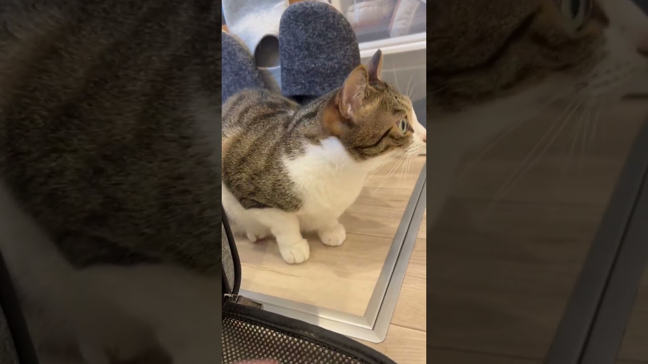 【魚屋と猫】優しいメス猫が豹変するとき #衝撃の事実 #保護猫 #ねこ #威嚇