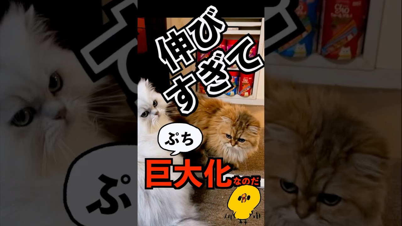 【伸びる猫】伸び〜る猫ちゃん、一緒だけBIGになる！#ペルシャ猫