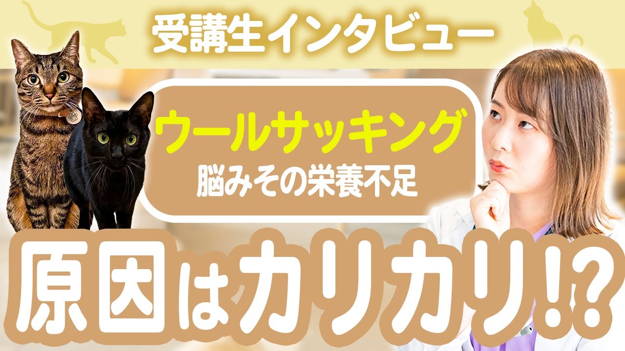 【指導実績】猫ちゃんの食べるキャットフードが原因で...脳みその栄養不足？！