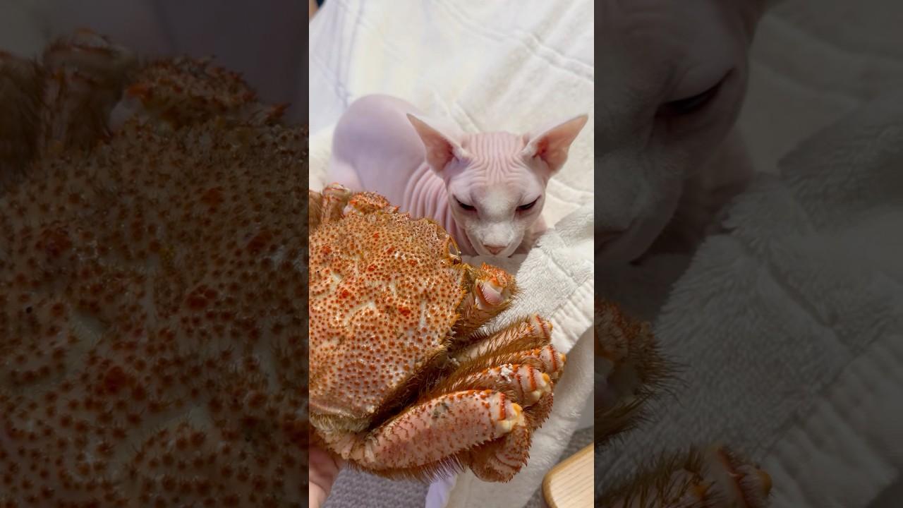 毛ガニと対面した毛のない猫たち【スフィンクス】