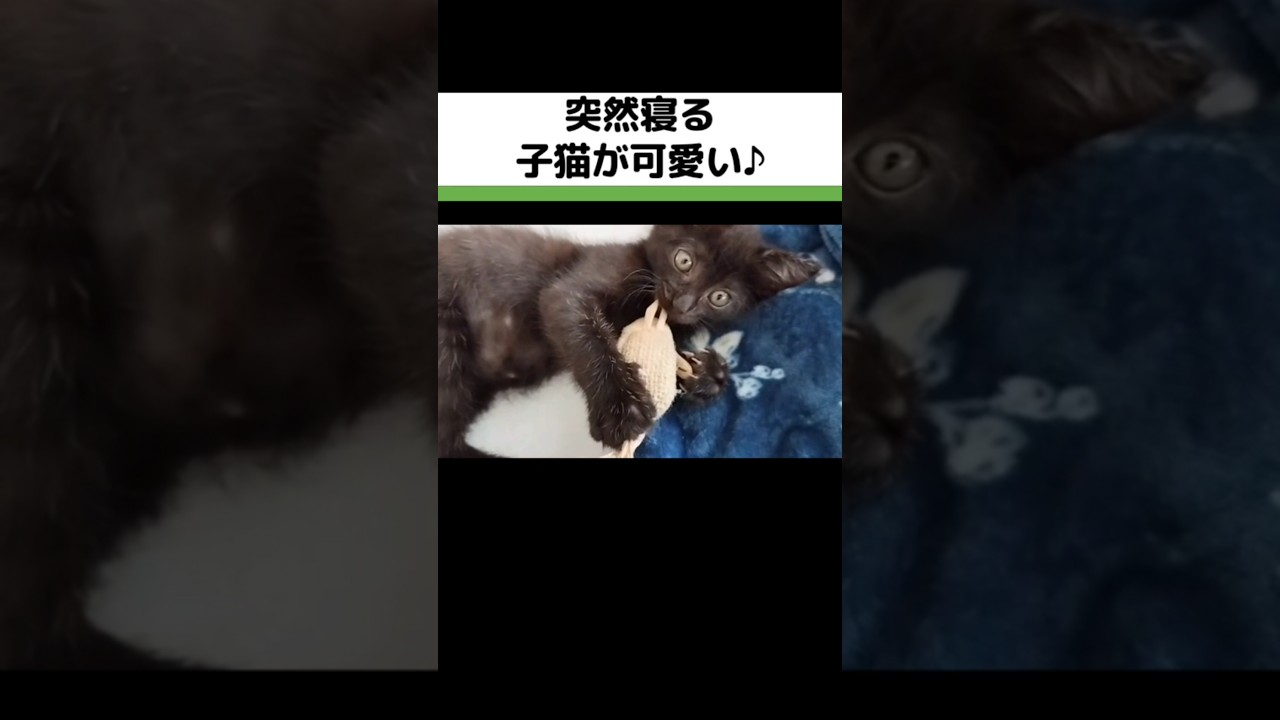 突然寝る子猫が可愛い♪It's cute when a kitten suddenly falls asleep♪／#寝る #子猫  #cat #kitten #sleepingcat #shorts