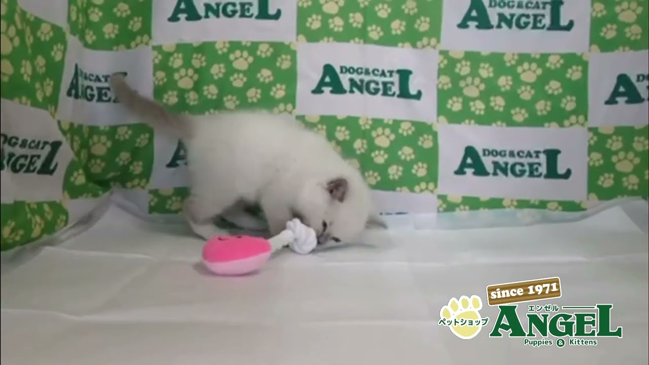 ラグドール 2504069 【ペットショップエンゼル　子犬・子猫販売】