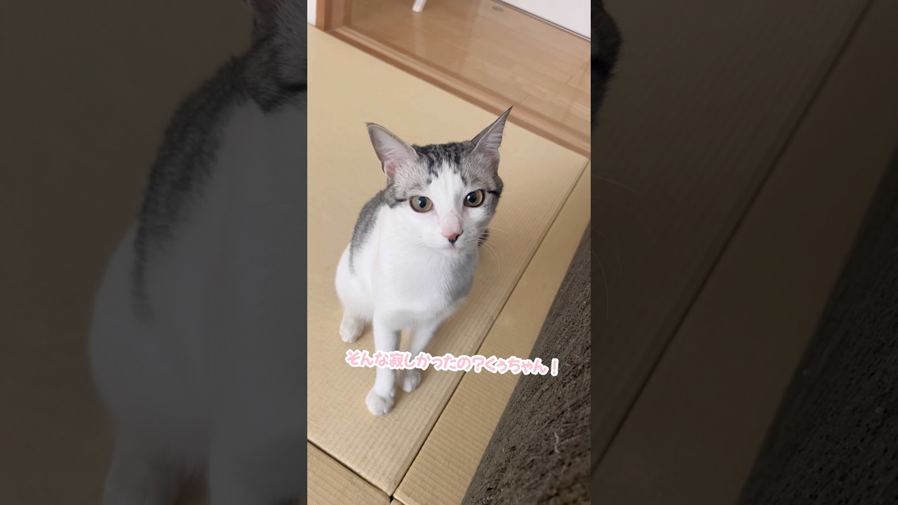 ゴロゴロが止まらない子猫#子猫 #保護猫 #捨て猫