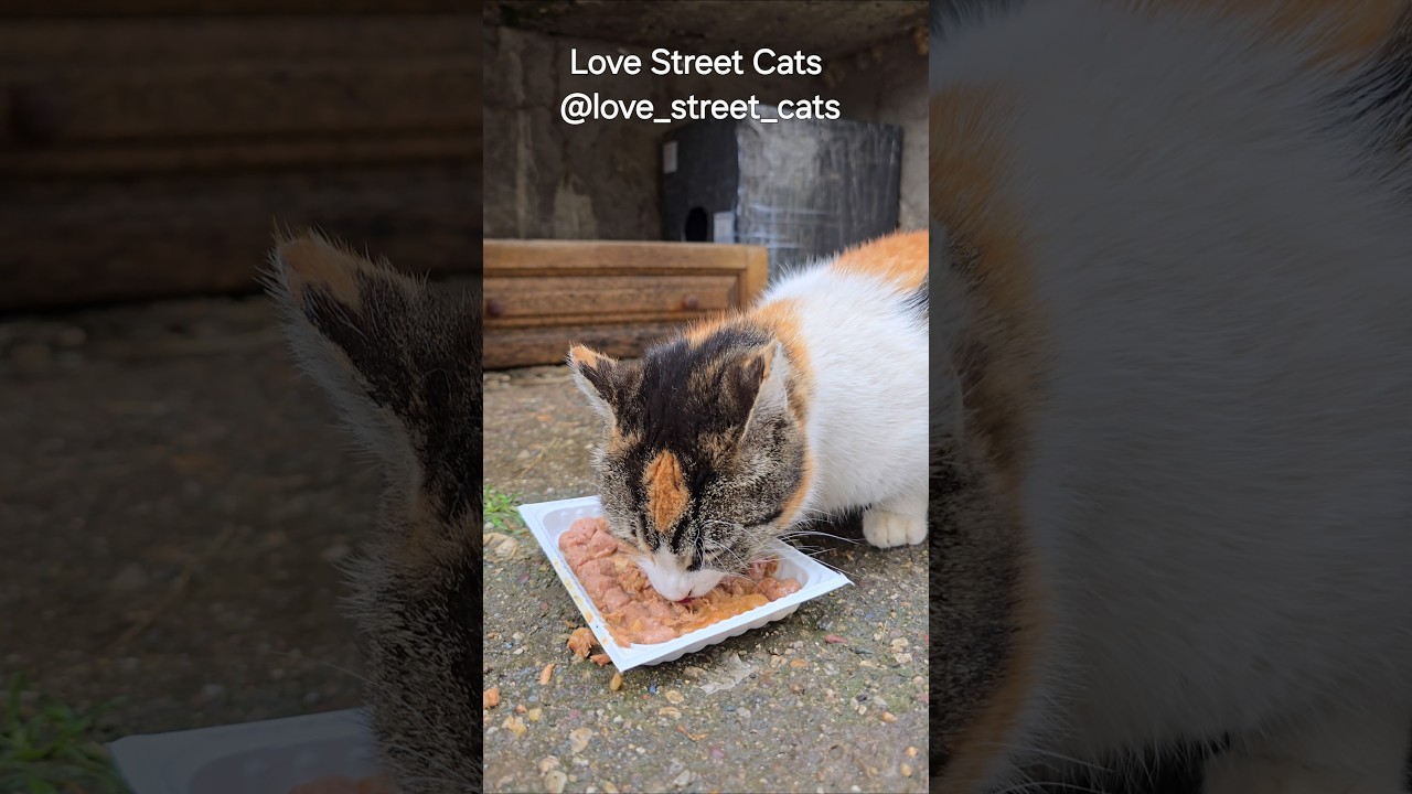 They don’t ask for much—just a little food, a little safety, and someone who cares