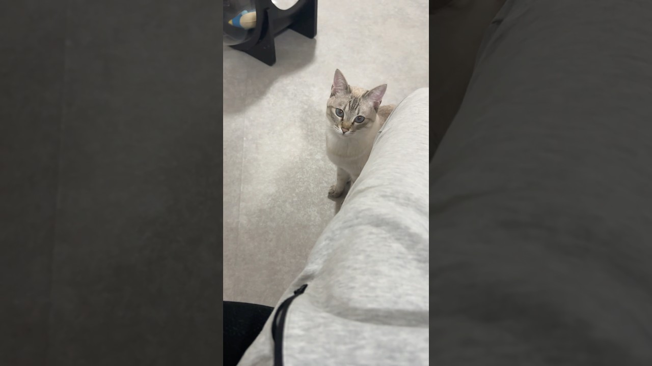 甘えん坊さんを発揮する夜　#シャムトラ #元保護猫 #シャムミックス  #cat #猫耳 #kitten  #猫耳 #siamesemix