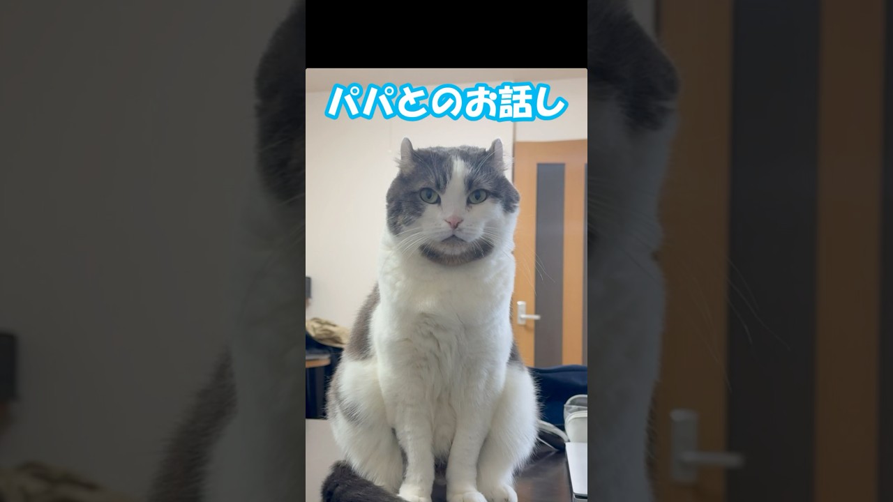 パパとのお話し  #ミント君 #猫のお話聞き #アメリカンカール #猫動画