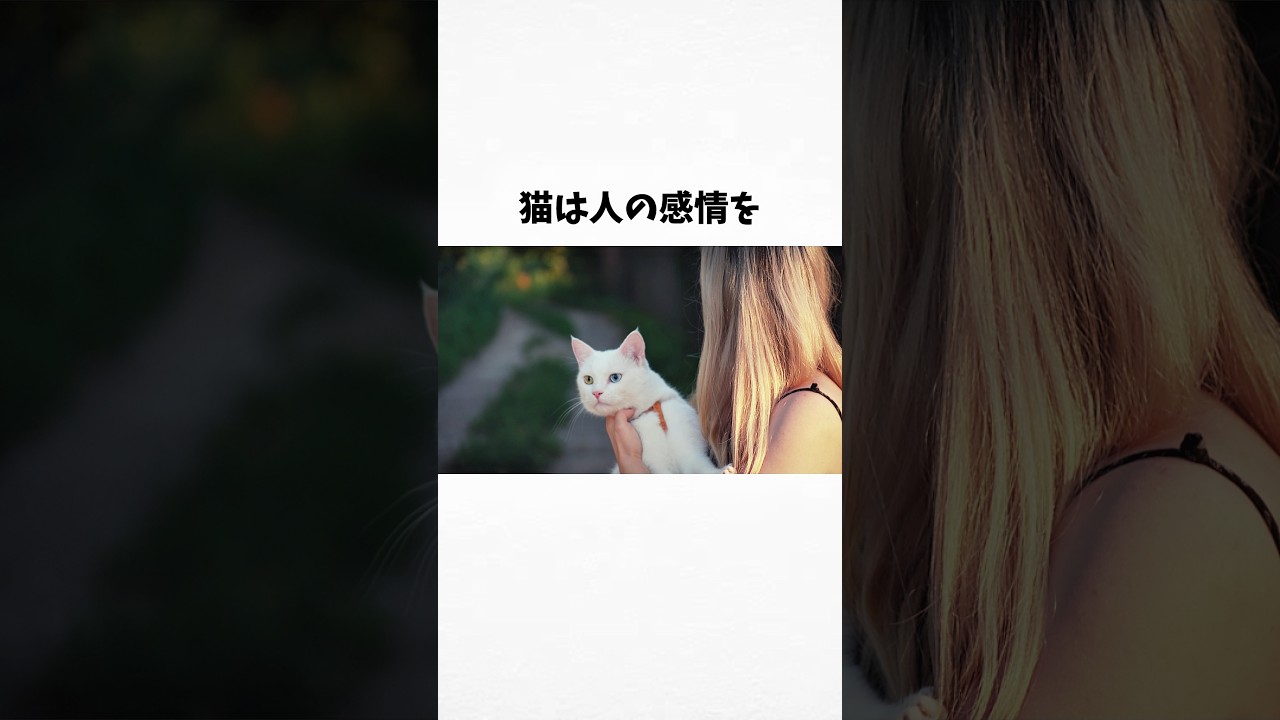 98%の人が絶対に知らない猫に関する雑学・豆知識Part109