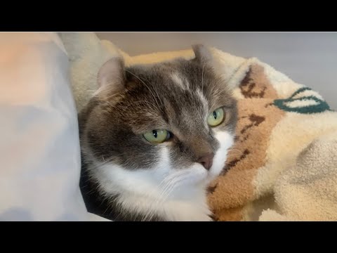 ねこクレープ始めました、具がかわいい #アメリカンカール #今日のたぴ #2025.4.16