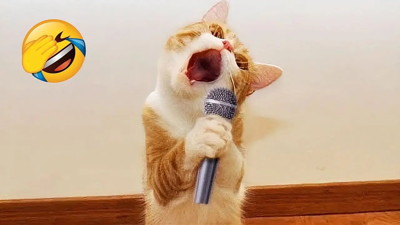 面白い猫たちに笑い死にしちゃうよ 😂