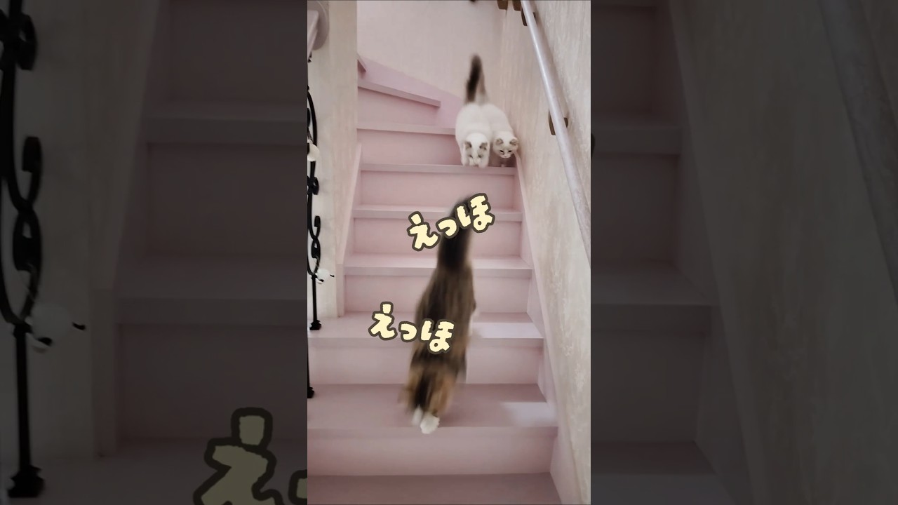 集団エッホで伝えます♪#ラグドール#ラガマフィン#猫のいる暮らし#
