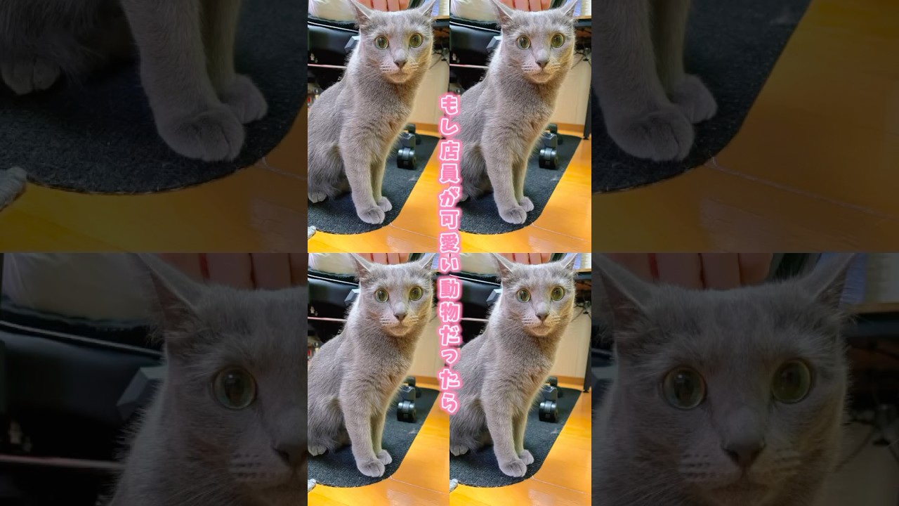 【猫ロシアンブルー】もし、そらちゃんが店員さんになったら⁉️別人になった⁉️（笑）#shorts