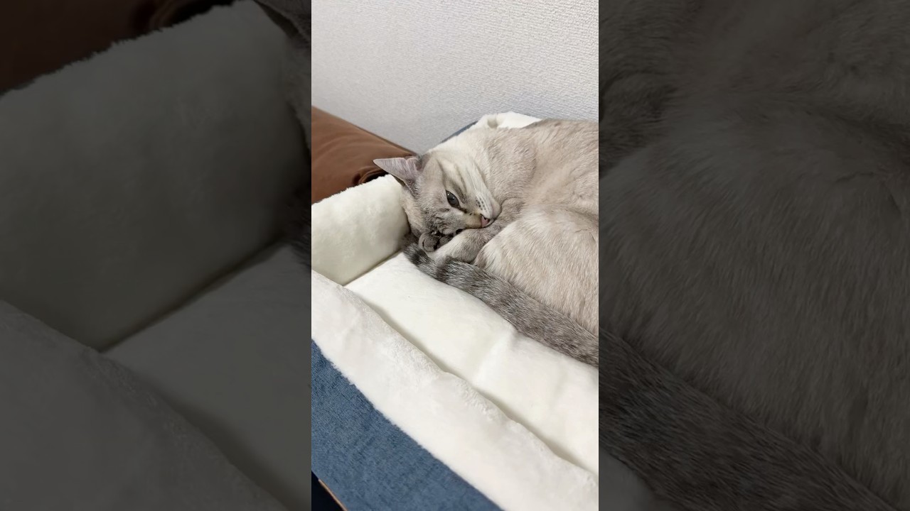 眠そうだね〜　#シャムトラ #元保護猫 #シャムミックス  #cat #猫耳 #kitten  #猫耳 #siamesemix