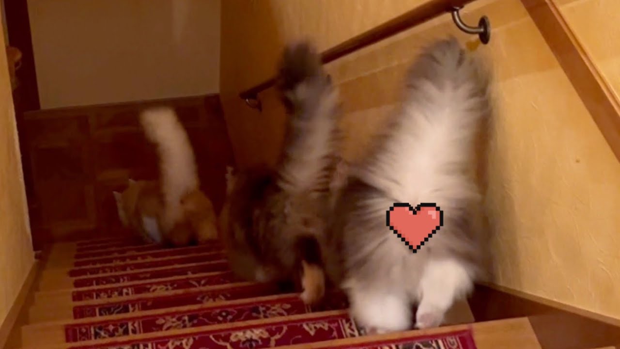 【甘えん坊❤︎】朝からみんなで駆け下りる！！ノルウェージャンフォレストキャットとターキッシュアンゴラ