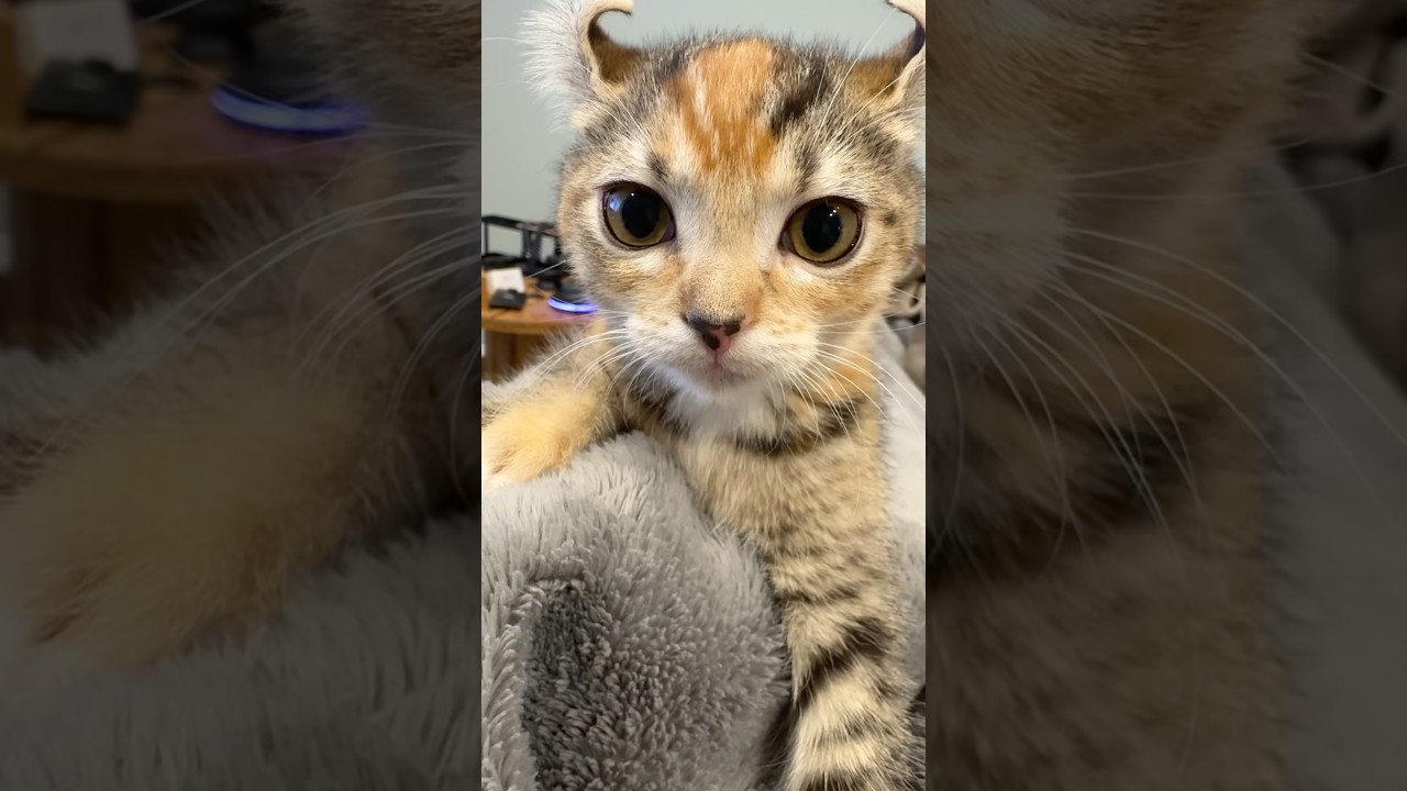 子猫のりんちゃんに襲われる #shorts #アメリカンカール #cat #子猫 #猫のいる暮らし#りんちゃん