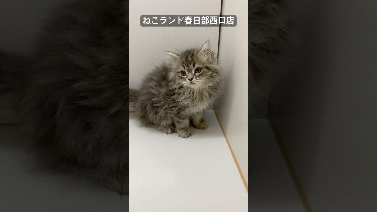 【子猫販売】#サイベリアン #cat #ブリーダー #ねこランド #春日部