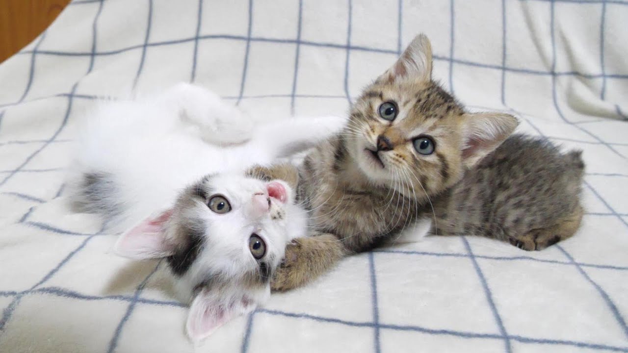 卒業前日の子猫の豆大福トリオ。ゆたか君にわざと負けてあげるテンテンちゃん【赤ちゃん猫　保護猫】