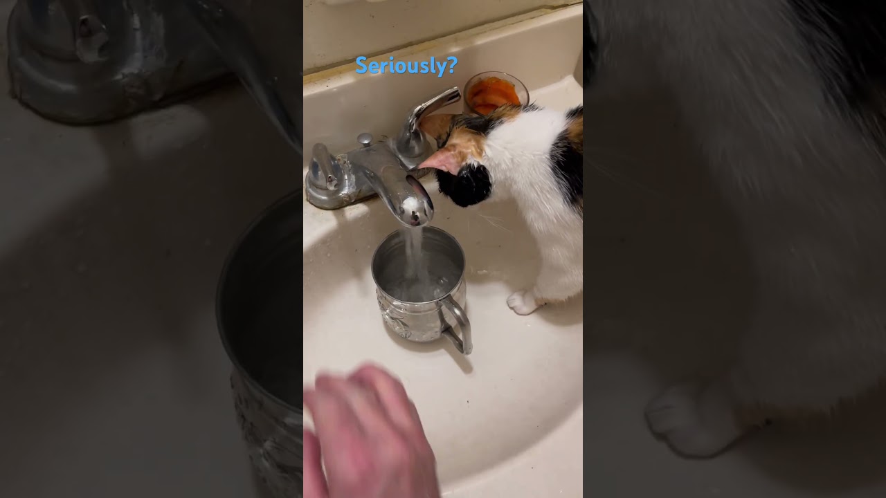 Manx kitten BiBi is getting a little crazy over the water now… #cute #kitten