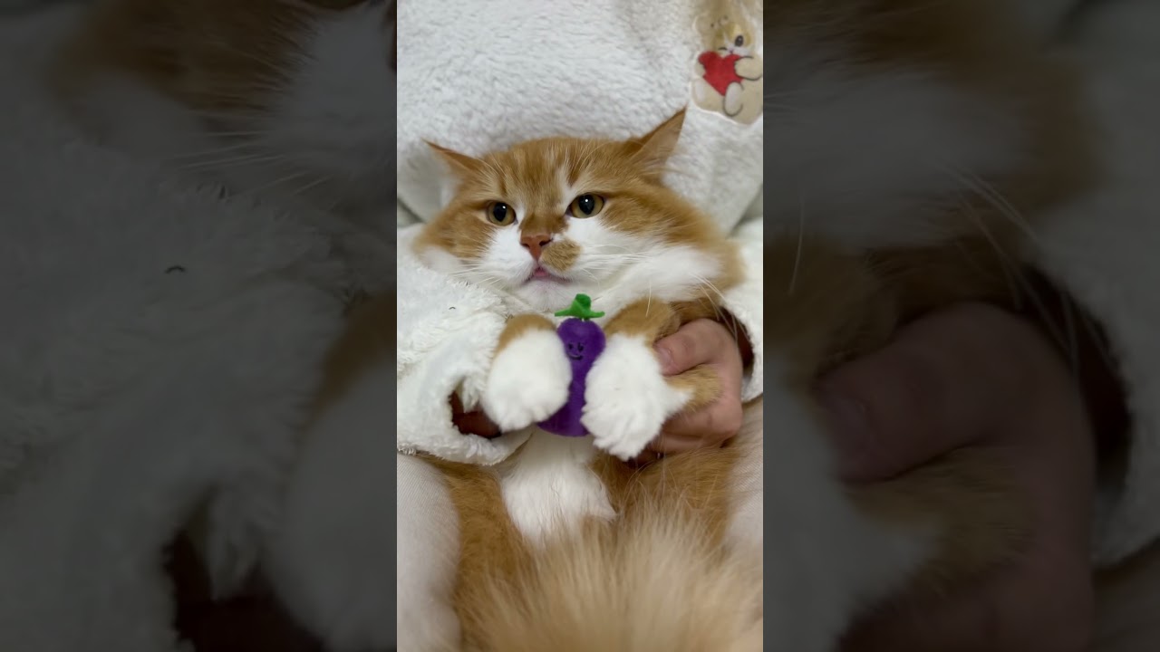 うにも召喚してみました！ #shorts #猫 #マンチカン #短足マンチカン #cat #munchkin