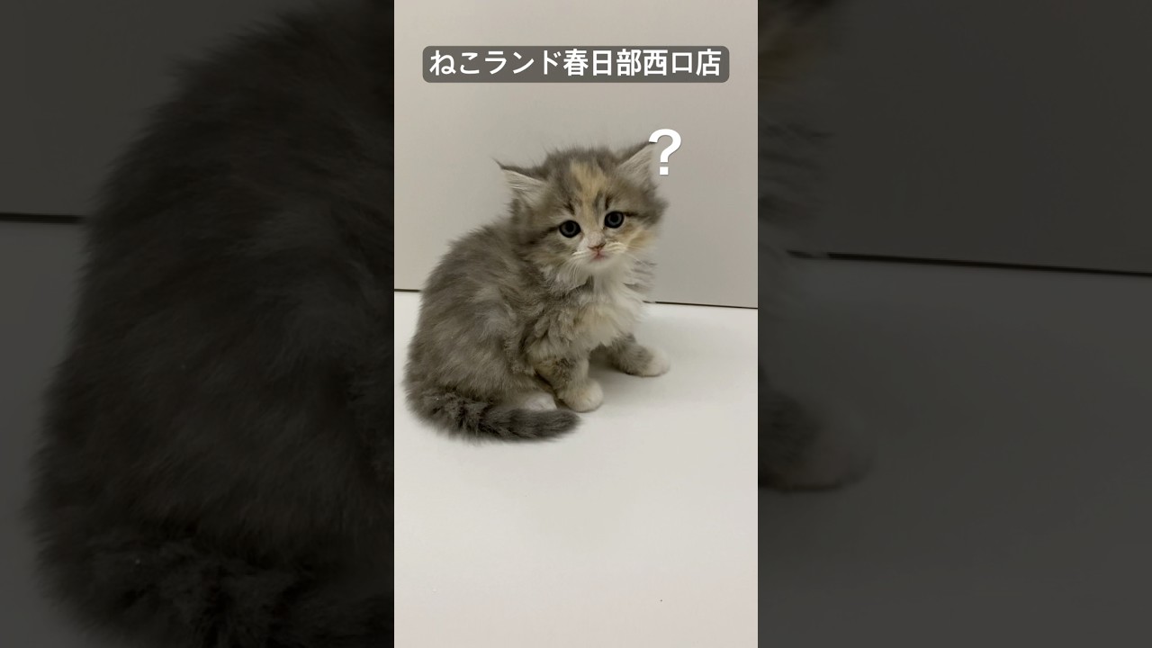 【子猫販売】#サイベリアン #cat #ブリーダー #ねこランド #春日部
