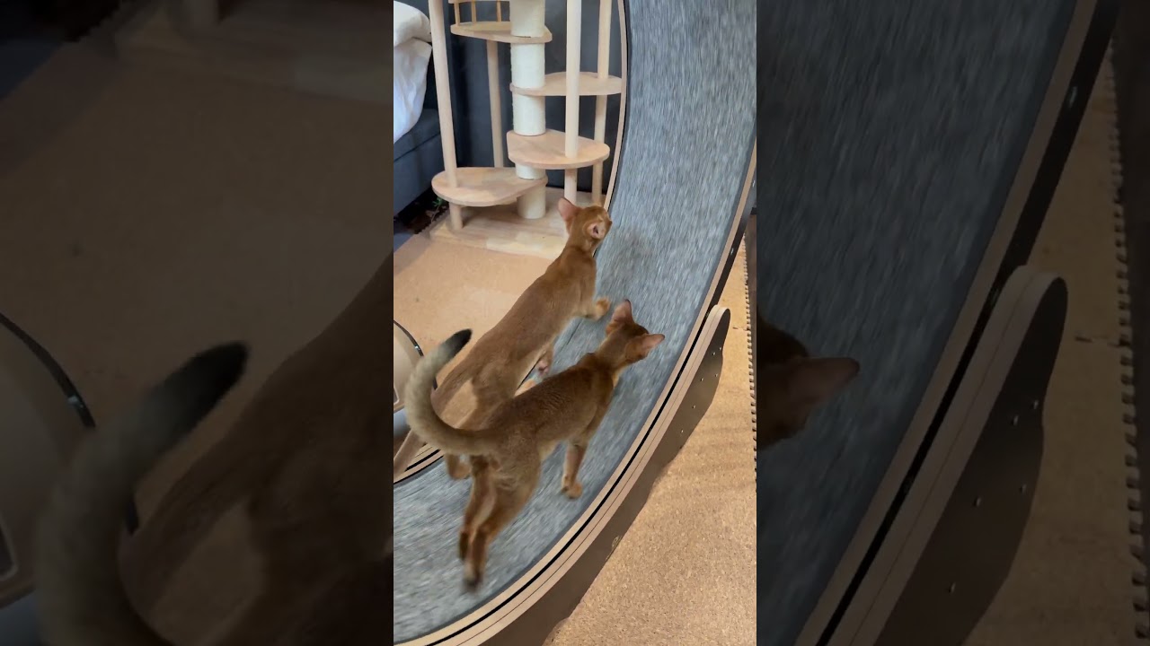 20250415#アビシニアン #abyssinian #cat