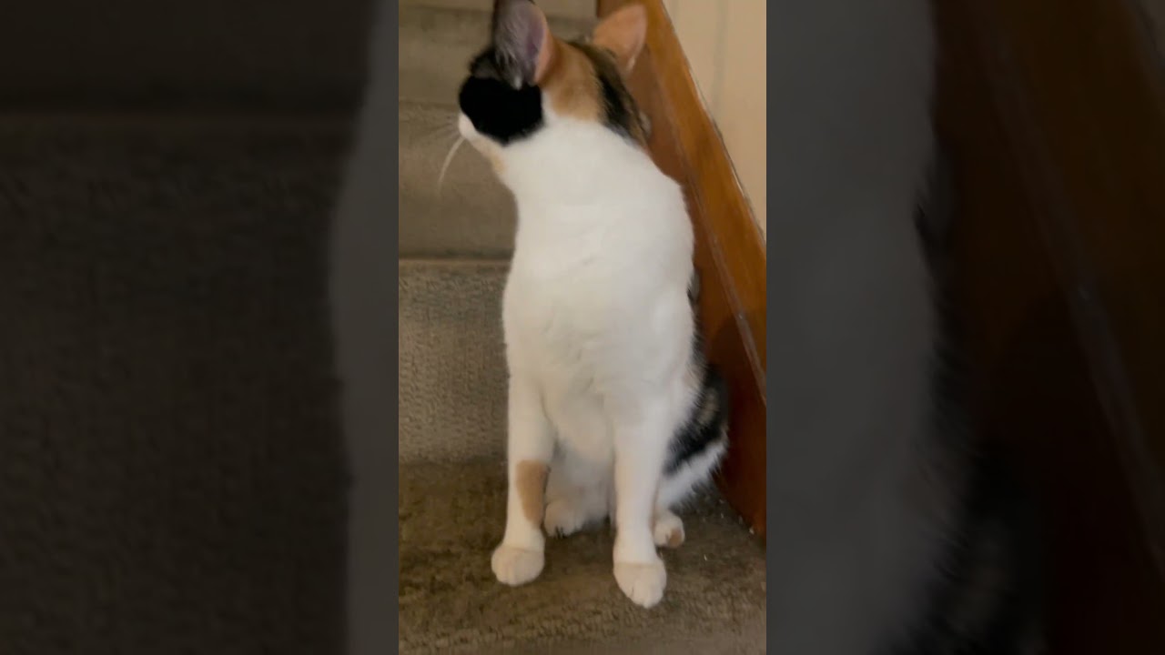 Smartest cat on the net.  Bebe the manx ..  #kitten #cat #manx #manxcat