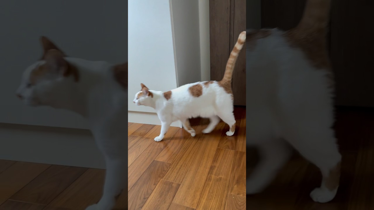 「一緒に行ってくれないなら‥！！」 #cat #日本猫 #保護猫