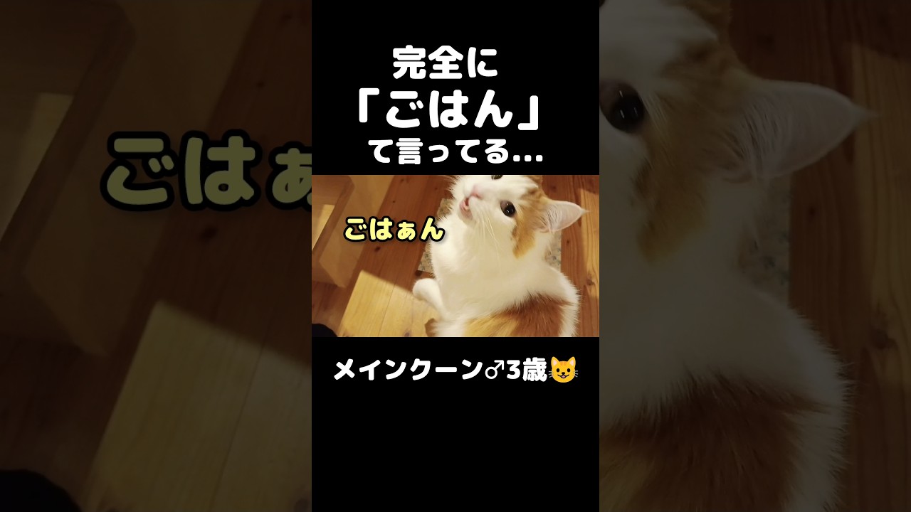 猫「ごはぁん」 #猫のいる暮らし #猫 #メインクーン