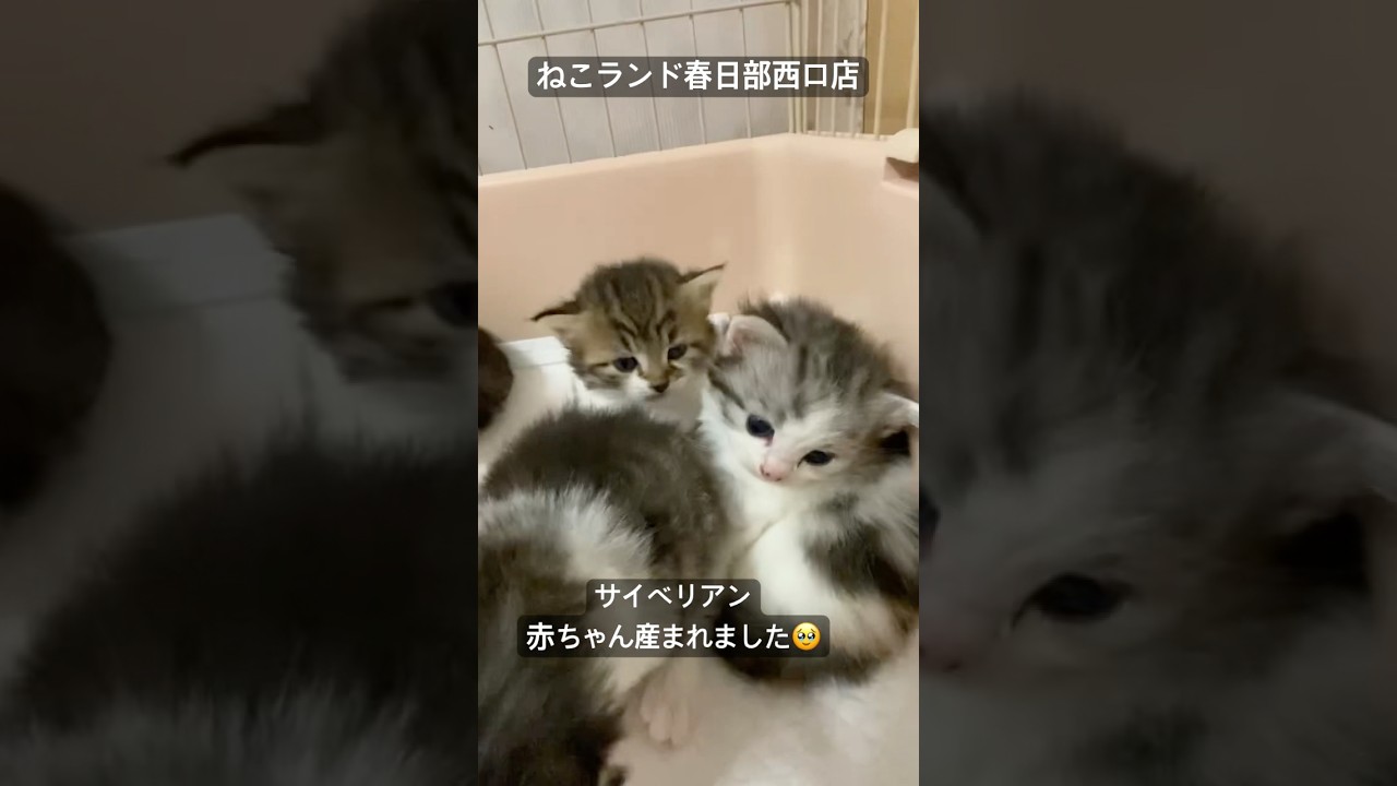 【子猫販売】#サイベリアン #cat #ブリーダー #ねこランド #春日部