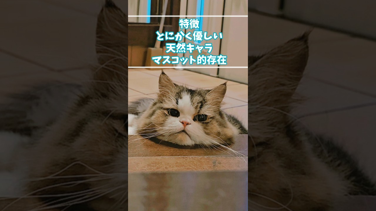 【多頭飼い】C軍団をご紹介しまーす😄 #shorts