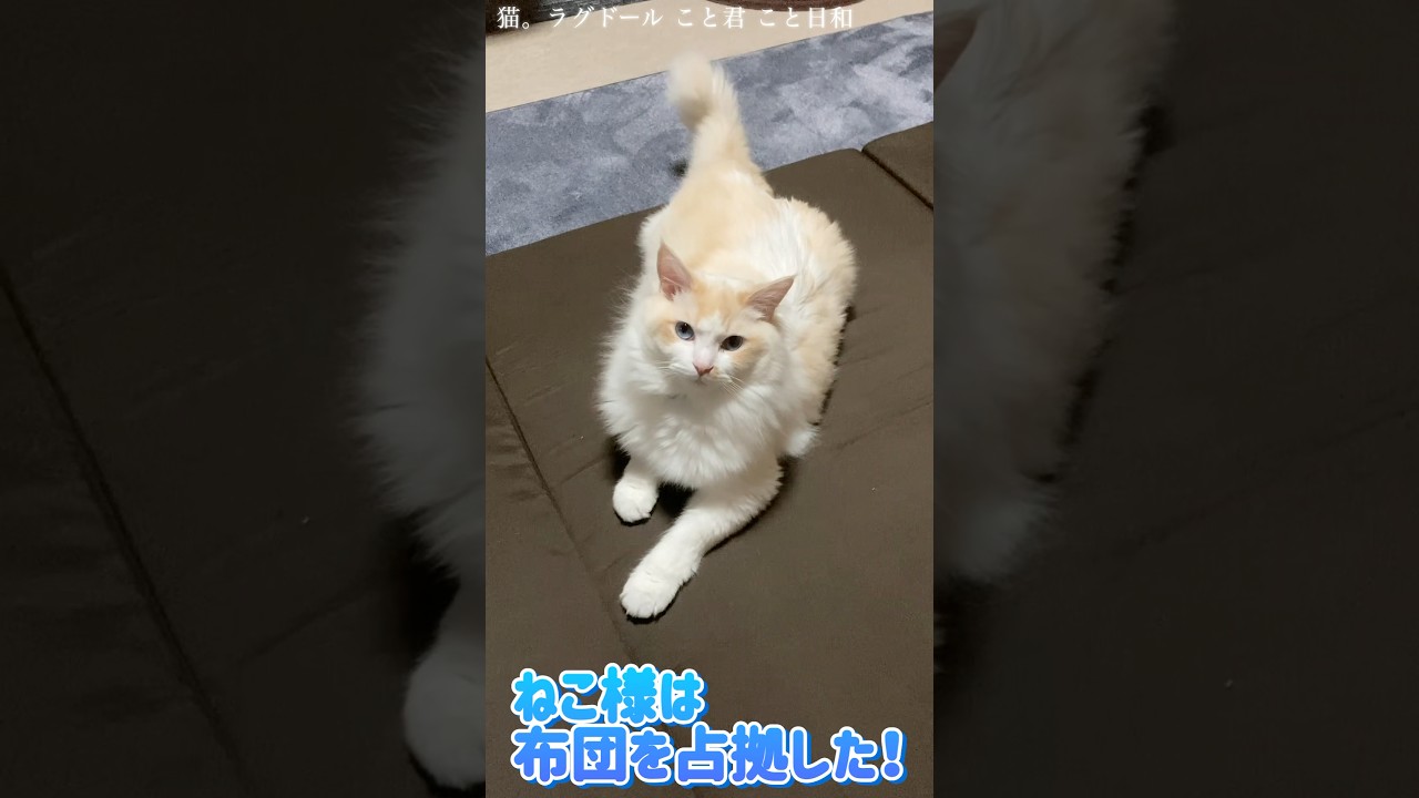 猫。ねこ様はお布団を占拠する！#shorts