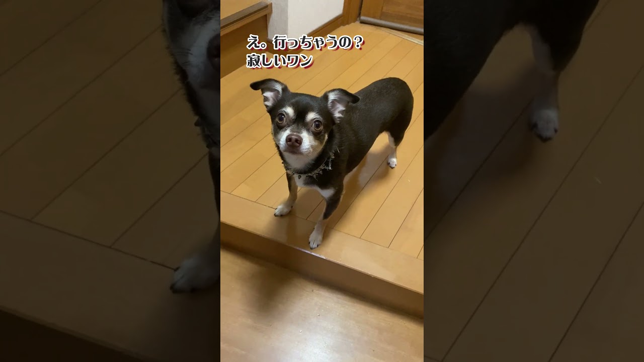 猫散歩を寂しげに見送る犬 #shorts #チワワ #アビシニアン