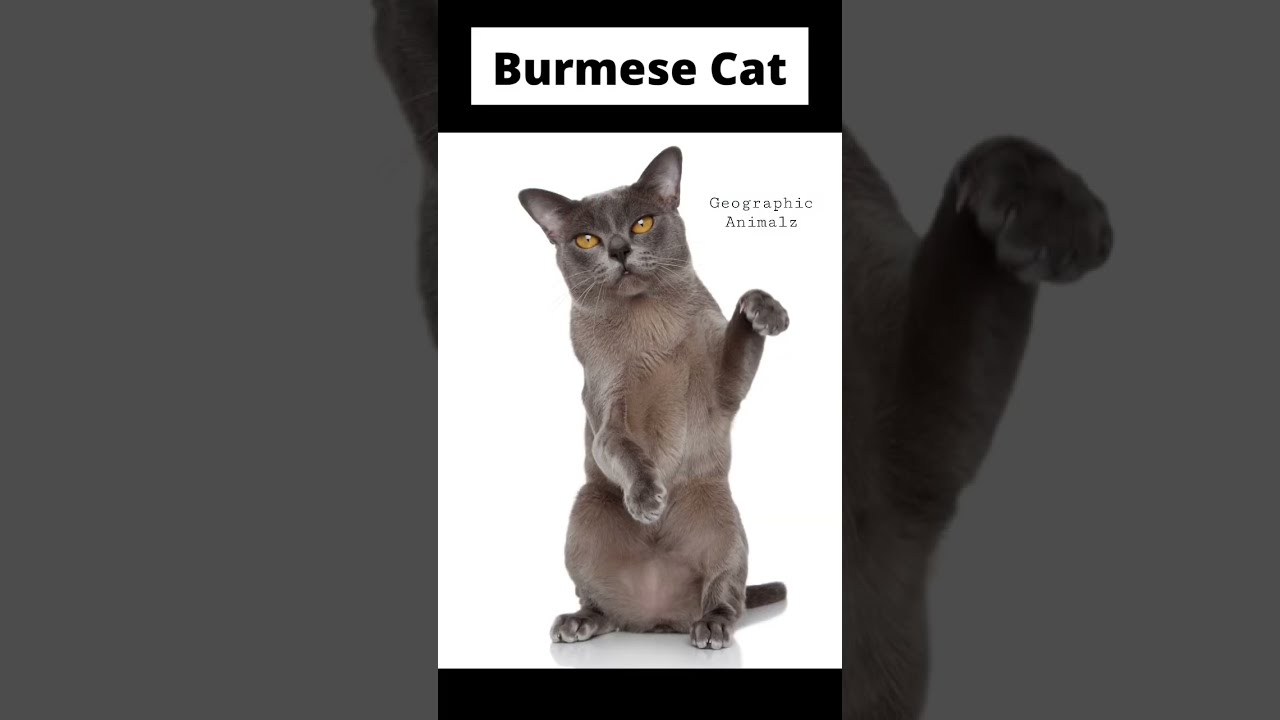 World’s SMALLEST Cat Breeds😱 #shorts #animalshorts