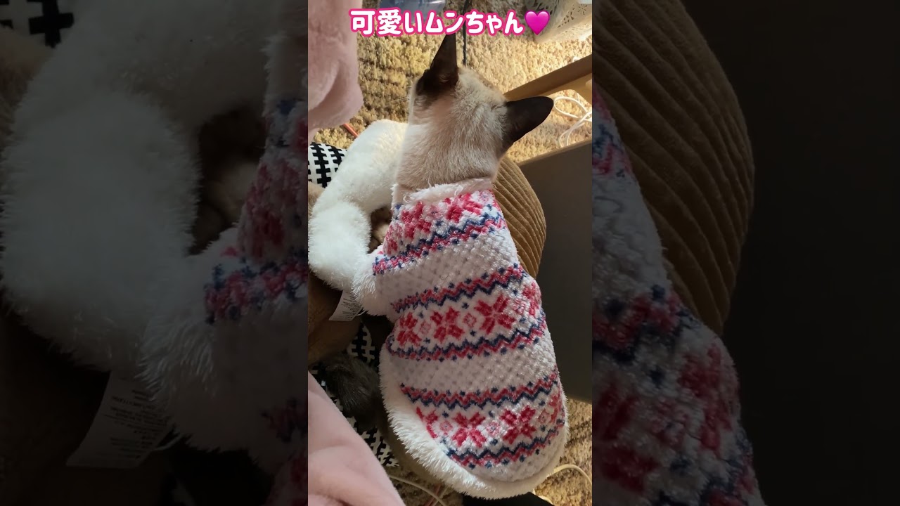 シャム猫ムーン🌙チャンネル・ふみふみムーン💗 #cat #しゃむねこ #siamese