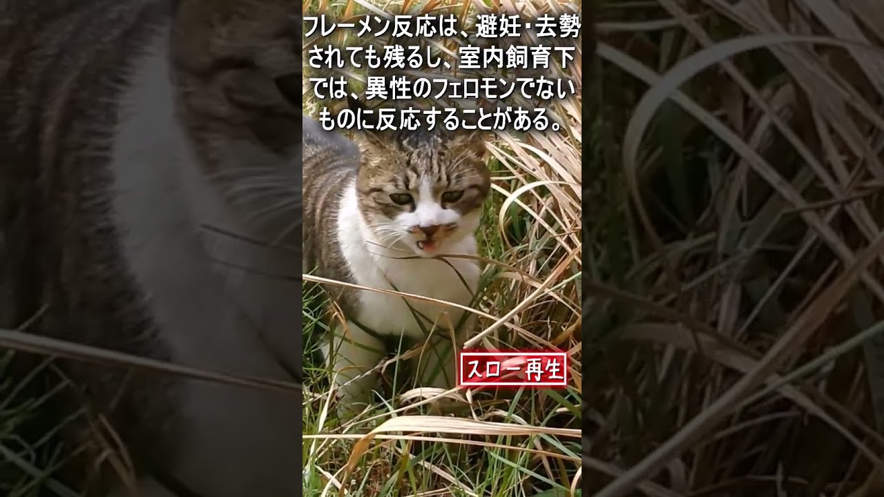 猫のフレーメン反応とは　#Shorts #猫　#cat　#雑学