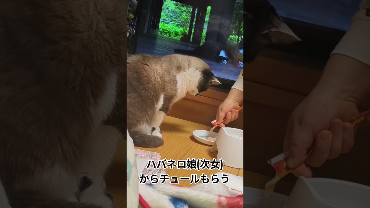 「そらくん」おしりポンポンから空腹思い出し、食事後もポンポン#shortsyoutube #スノーシュー