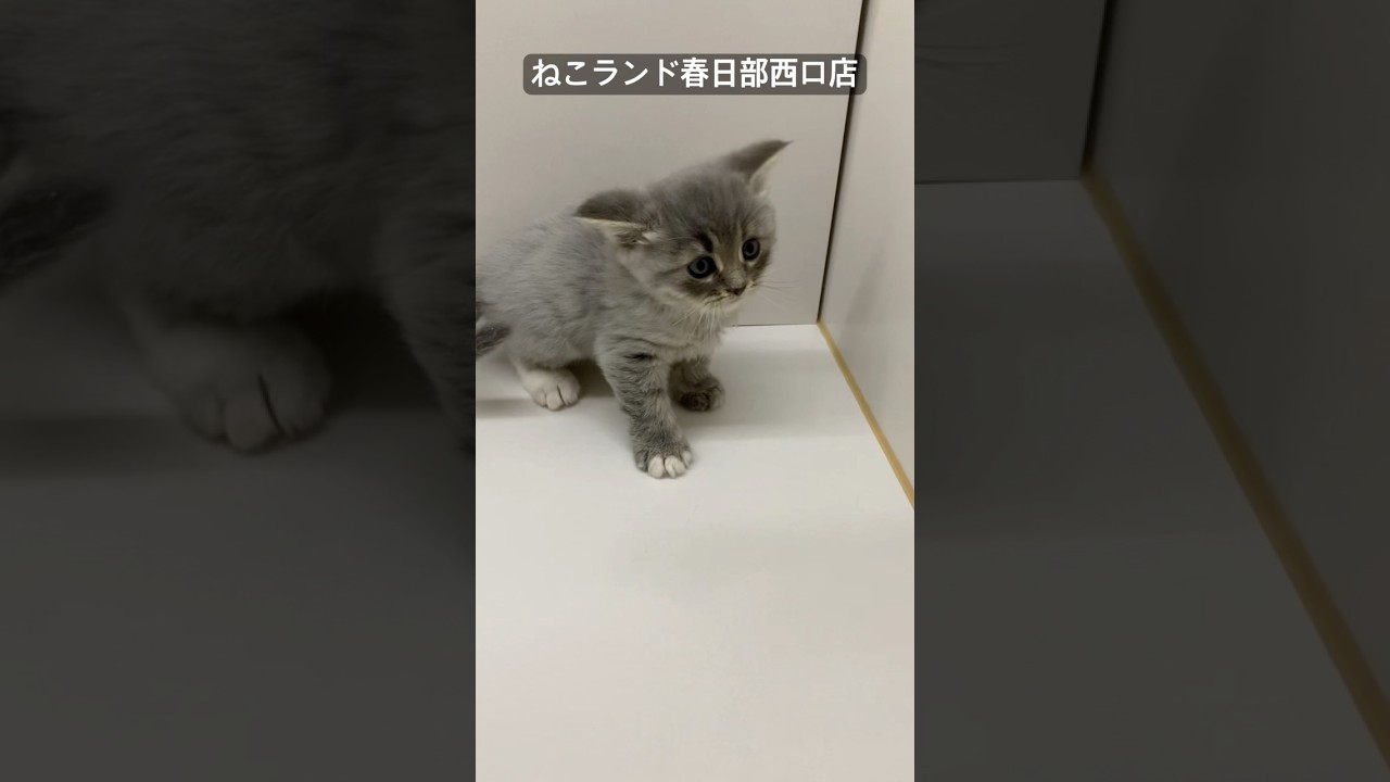 【子猫販売】#サイベリアン #ねこ #ブリーダー #ねこランド #春日部