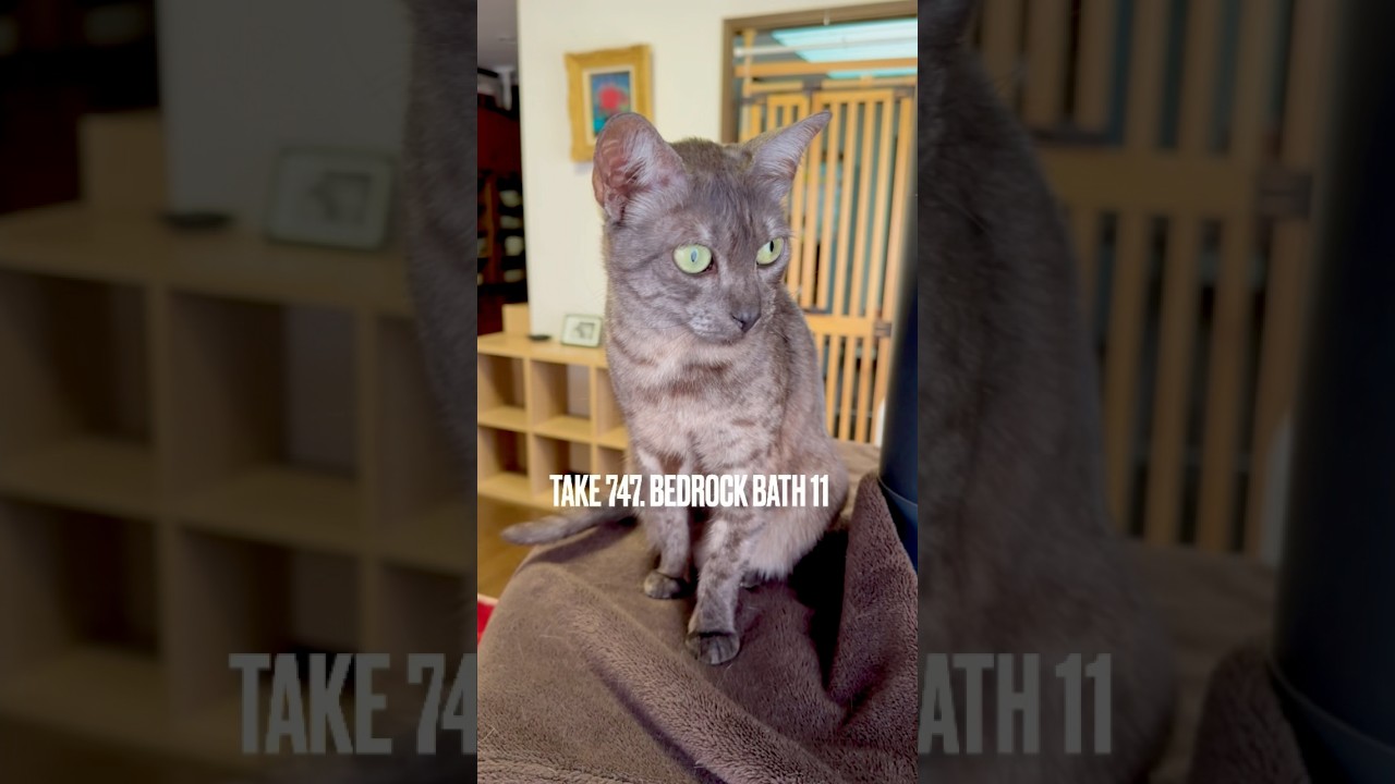 #薪ストーブ の炎が消えたら、お楽しみ#岩盤浴 タイムにゃ❗️天然石がまだ熱すぎるから毛布かけてもらうにゃ‼️#egyptianmaucat #エジプシャンマウ #shorts