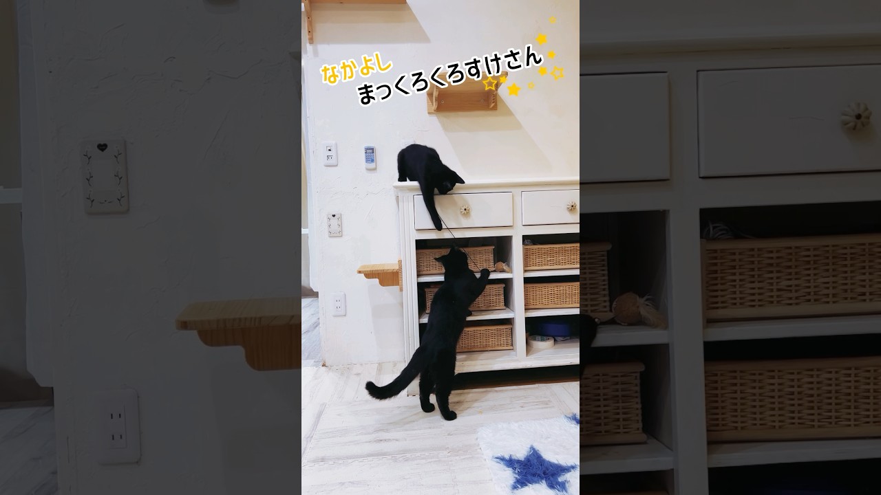 ネズミで遊ぶ黒猫#保護猫#ブラックマンチカン#黒猫#猫#cat#ねこと#マンチカン#マンチカン長足