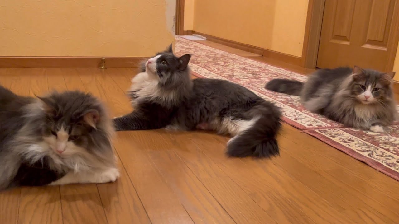 【弟組】もふニャンズコレクション開幕〜♪ノルウェージャンフォレストキャットとターキッシュアンゴラ